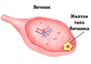 желтое тело в яичнике на узи