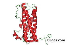 высокий пролактин