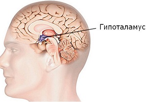 гипоталамус гипофиз