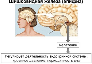 киста шишковидной железы головного мозга