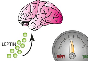 лептин гормон повышен