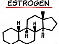 гормон эстроген