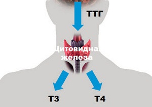щитовидная железа норма гормонов