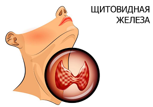 нормальные размеры щитовидной железы