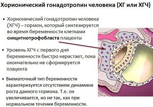 когда можно сдавать кровь на хгч