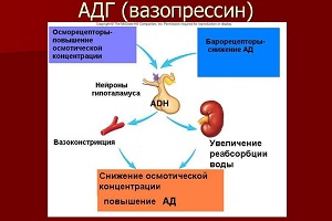 несахарный диабет клинические рекомендации