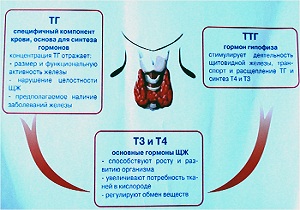 свободный тироксин т4