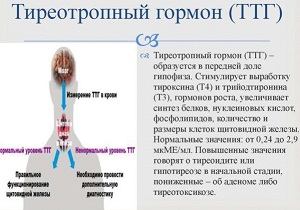 тиреотропный гормон повышен что это значит