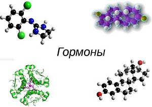 гормоны в организме человека