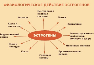 продукты содержащие эстроген