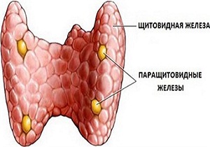 щитовидная железа и паращитовидная железа