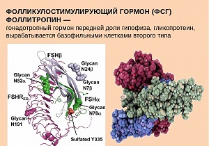 фсг гормон что это такое