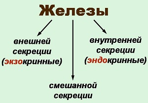 какие железы связаны с эндокринной системой