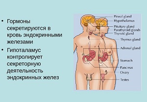 эндокринные железы поджелудочная железа