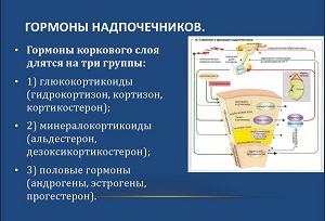 надпочечники функции