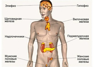 эндокринная система это система желез