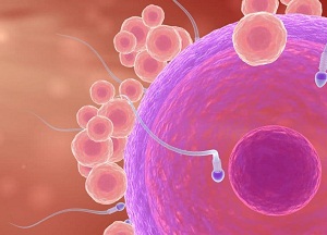 Что такое фолликулы в яичниках: норма, количество и функции структурного элемента что такое фолликулы в яичниках