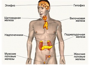 Эндокринные железы внутренней секреции: таблица с характеристикой элементов системы, функции и виды гормонов какие железы относятся к внутрисекреторным и каковы их функции