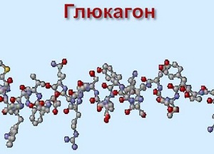 Полипептидный гормон глюкагон: функции в организме, норма антагониста инсулина и способы стабилизации уровня регулятора поджелудочной железы за что отвечает гормон глюкагон