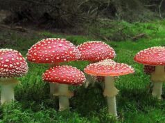 Какое воздействие оказывают на организм сушеные мухоморы?