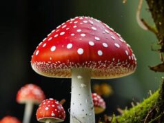 Использование мухомора в медицинских целях — особенности и правила