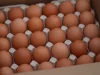Биохимик Дивинская: куриные яйца питают мозг и улучшают кожу