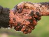 Какие болячки можно подцепить через рукопожатие