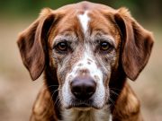 Профилактика стоматологических заболеваний у собак и кошек