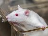 Новосибирские ученые научились тормозить развитие рака мозга штаммом оспы