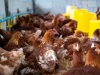 В Чехии выявили пятый крупный очаг птичьего гриппа