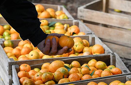 Россиян предупредили о неприятных последствиях переедания мандаринов