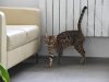 Волгоградцам объяснили, почему кошки мешают спать ночью