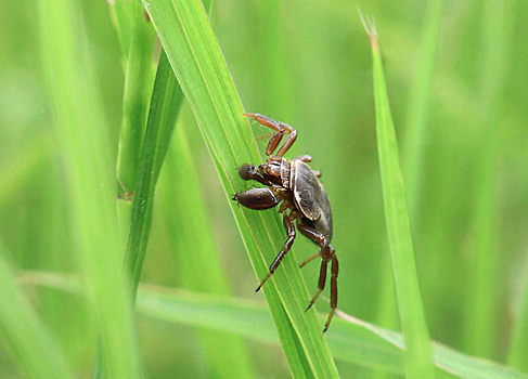 Инфекционист предупредил новосибирцев о сезонном нашествии клещей