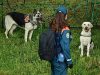 МЧС РФ определило новые нормы питания для служебных собак
