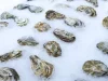Нутрициолог Гузман заявила о пользе устриц при умственных нагрузках