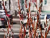 Вербное воскресенье. Что можно и что нельзя делать 5 апреля 2026 года