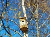 Врач Манина перечислила самые опасные для россиян аллергены весной