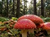 Мухомор в медицине: между ядом и лекарством