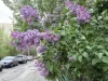 Съел сирень на удачу и отравился: врач объяснила вред примет с растениями