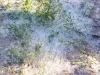 Ученые объяснили, чем опасен тополиный пух летом