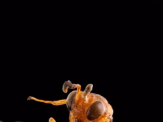 Победителем конкурса Nikon Small World стала микрофотография струйной печати глазами микроскопа