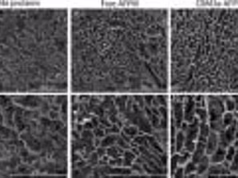 Ученые создали сверхпрочный лед BioPykrete, который в 70 раз лучше поглощает энергию при разрушении