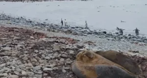 На австралийском острове выявили высокопатогенный вирус птичьего гриппа