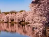 Ученые нашли в сакуре вещества, способные замедлять старение кожи