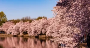 Ученые нашли в сакуре вещества, способные замедлять старение кожи